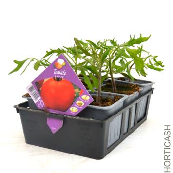 image TOMATE BALI BQ6