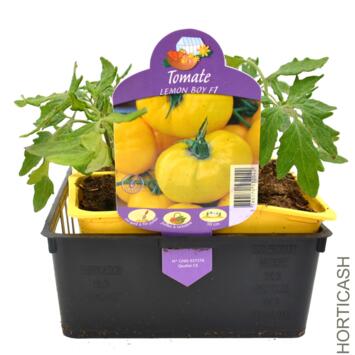image TOMATE GREFFEE JAUNE LEMON BOY