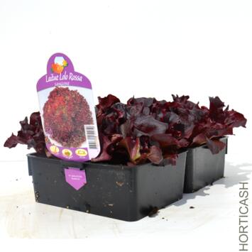 image LAITUE LOLLO ROSSA BQ24