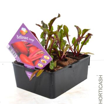image BETTERAVE ROUGE NOBOL BQ6