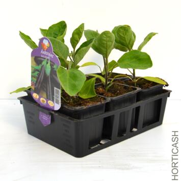 image AUBERGINE BALUROI BQ6