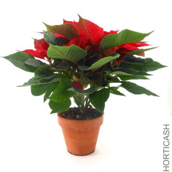 image POINSETTIA 5/6BR P TERRE