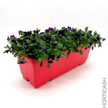 image PENSEE CORNUTA JARD