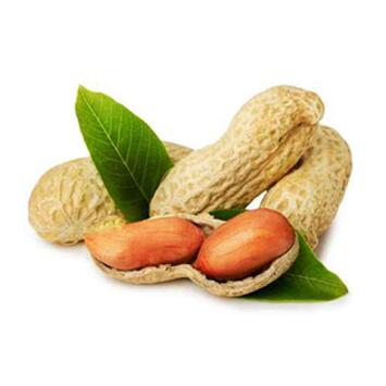 image ARACHIS CACAHUETE