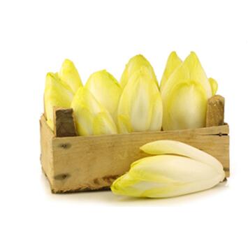 image ENDIVE BEA BQ24