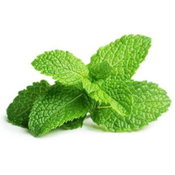 image MENTHE VERTE BQ10