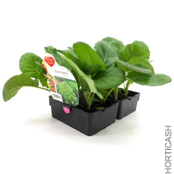 image CHOU ROMANESCO BQ12