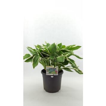 image HOSTA UNDULATA