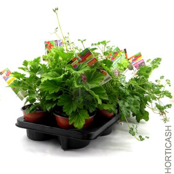 image GERANIUM ODORANT