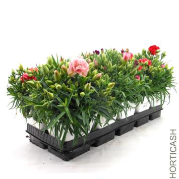 image OEILLET DES FLEURISTES