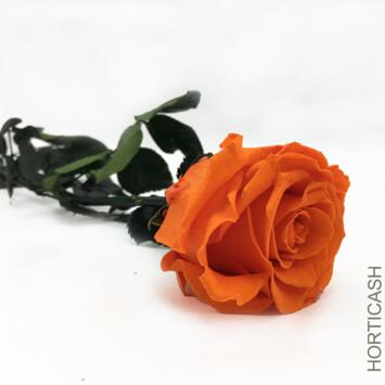 image ROSE SUR TIGE STAB ORANGE