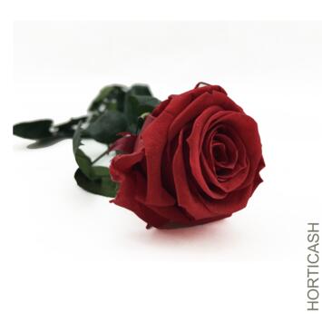 image ROSE SUR TIGE STAB ROUGE