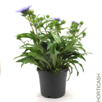 image STOKESIA LAEVIS KLAUS JELITTO