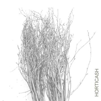 image BOULEAUX H80CM TEINTES BLANC