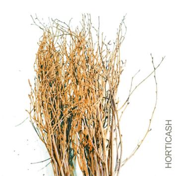 image BOULEAUX H80CM TEINTES OR