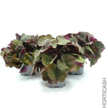 image HEUCHERA LITTLE CUTIE BLONDIE