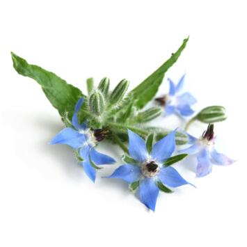 image BOURRACHE OFFICINALE