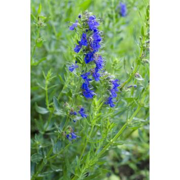 image HYSOPE OFFICINALE