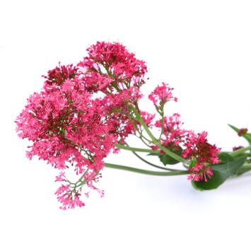 image VALERIANE OFFICINALE BQ10