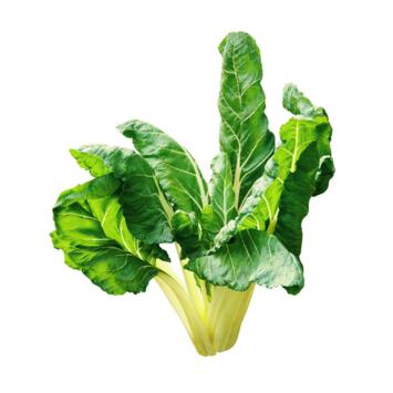image CARDE VERTE DE BRESSANNE BQ6