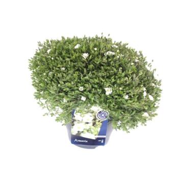 image ARENARIA MONTANA