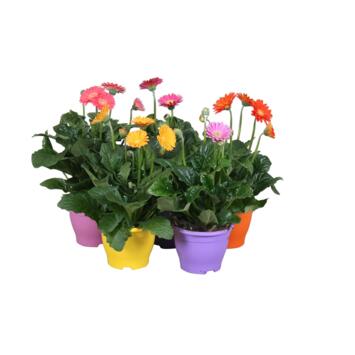 image GERBERA GARVINEA