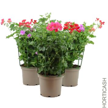 image GERANIUM LIERRE SIMPLE 3COULEURS