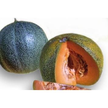 image MELON PETIT GRIS RENNES
