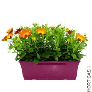 image OSTEOSPERMUM JARD COLOREE