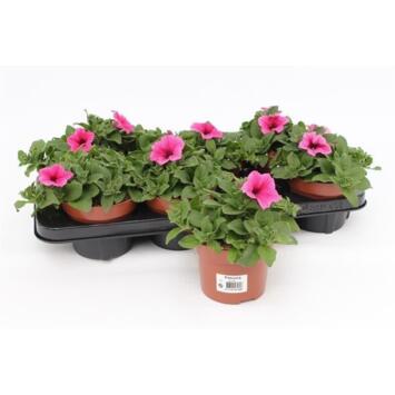 image PETUNIA