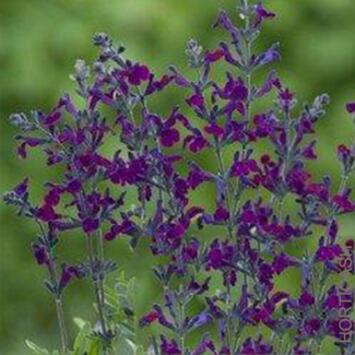 image SAUGE VIOLETTE DE LOIRE