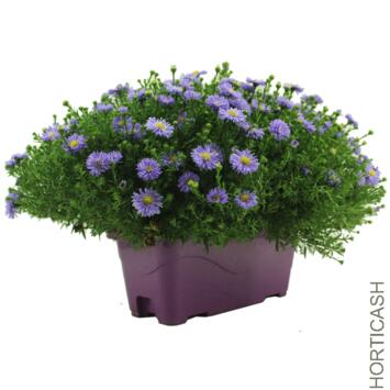 image ASTER JARD