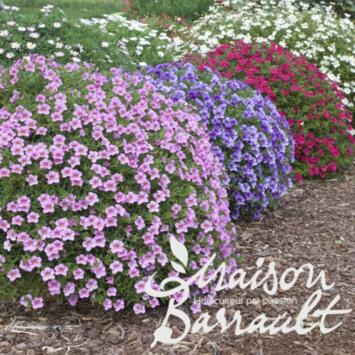 image CALIBRACHOA