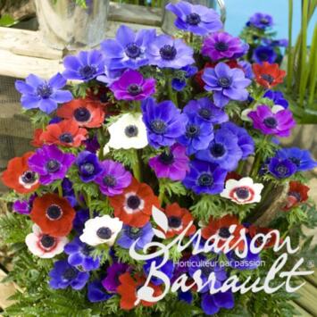 image ANEMONE CORONARIA