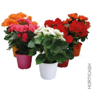 image BEGONIA RIEGGER P COLORE