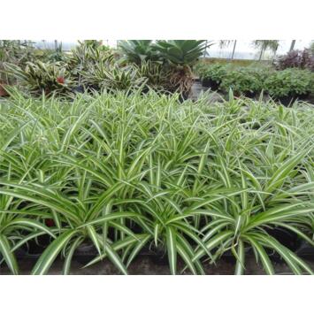 image CHLOROPHYTUM