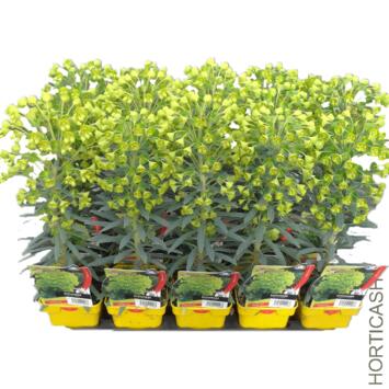 image EUPHORBIA WULFENII