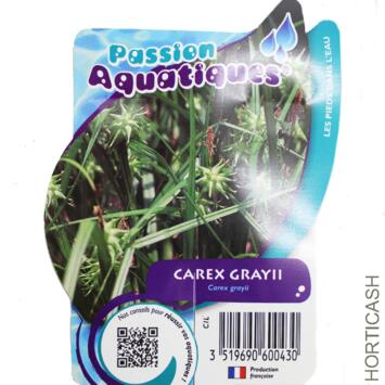 image CAREX GRAYII