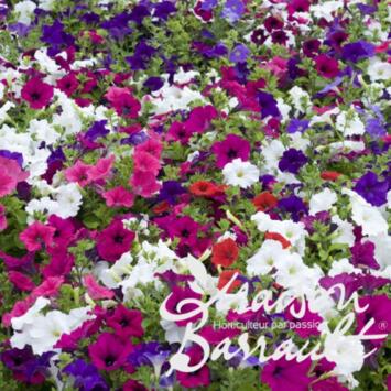 image PETUNIA RETOMBANT MASSIF BQ10