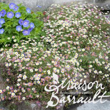 image ERIGERON KARVINSKIANUS