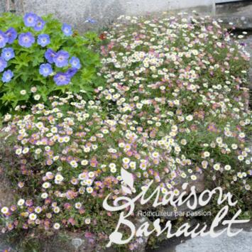 image ERIGERON KARVINSKIANUS