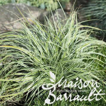 image CAREX OSHIMENSIS EVEREST