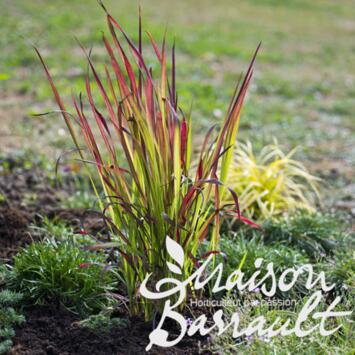 image IMPERATA CYLINDRICA RED BARON