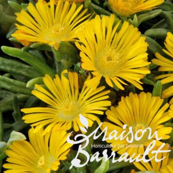 image DELOSPERMA YELLOW WONDER