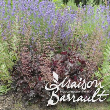 image HEUCHERA MICRANTHA PALACE PURPLE