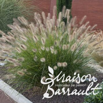 image PENNISETUM ALOPECUROIDES JAPONICUM