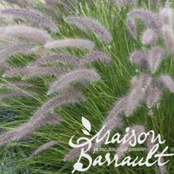 image PENNISETUM ORIENTALIS