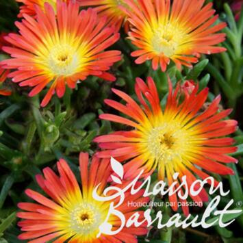 image DELOSPERMA ORANGE WONDER