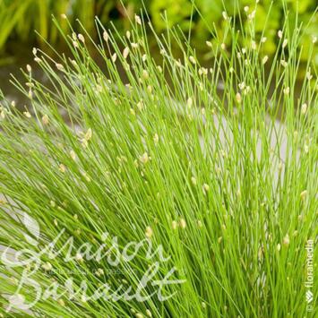 image SCIRPUS OPTIC GRASS