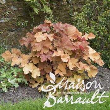 image HEUCHERA VILLOSUM CARAMEL